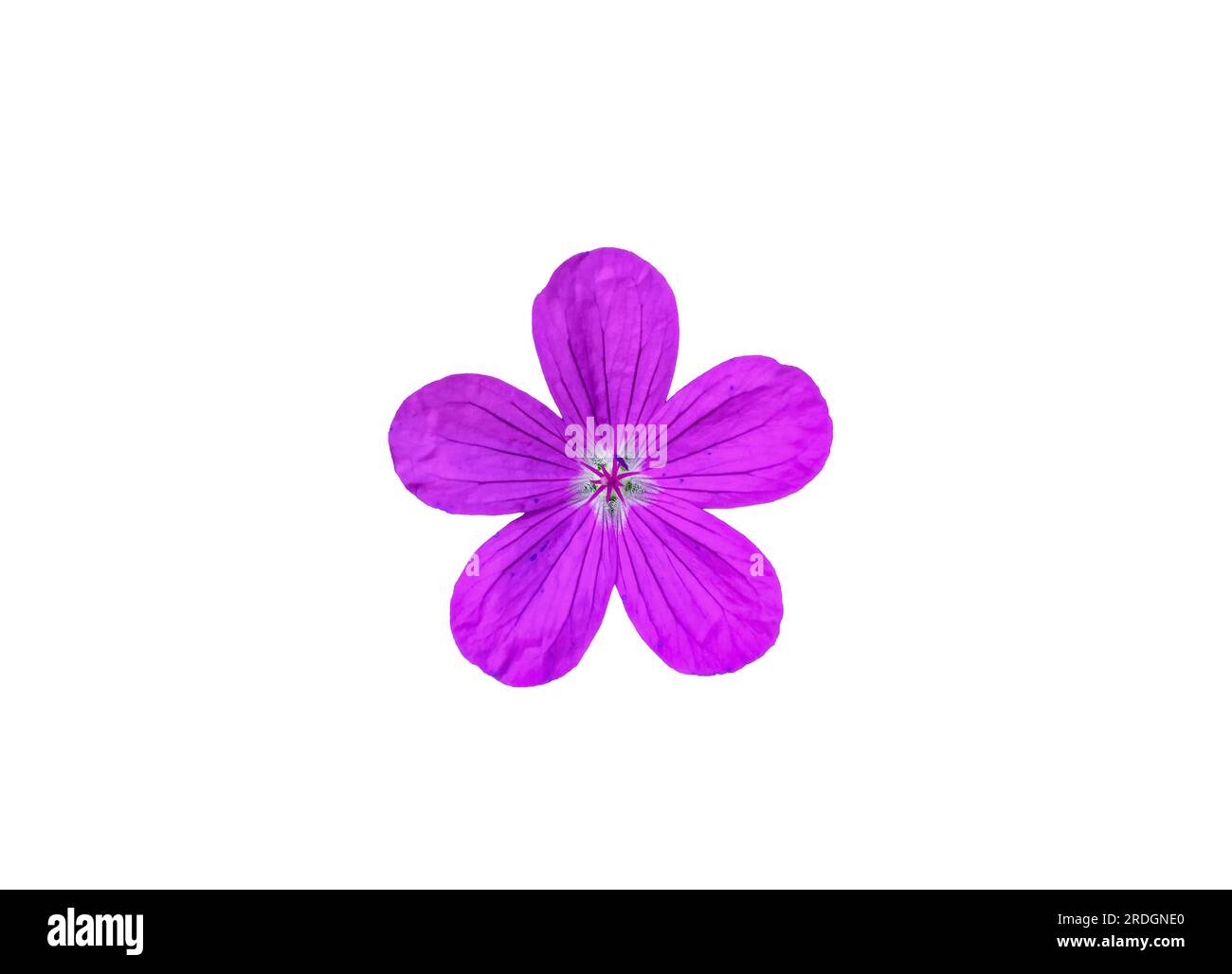 Fleur rose de canneberge en bois ou Geranium sylvaticum isolée sur fond blanc. Icône découpée de plantes violettes de géraniums Woodland. Marsh Crane's-bill, GER Banque D'Images