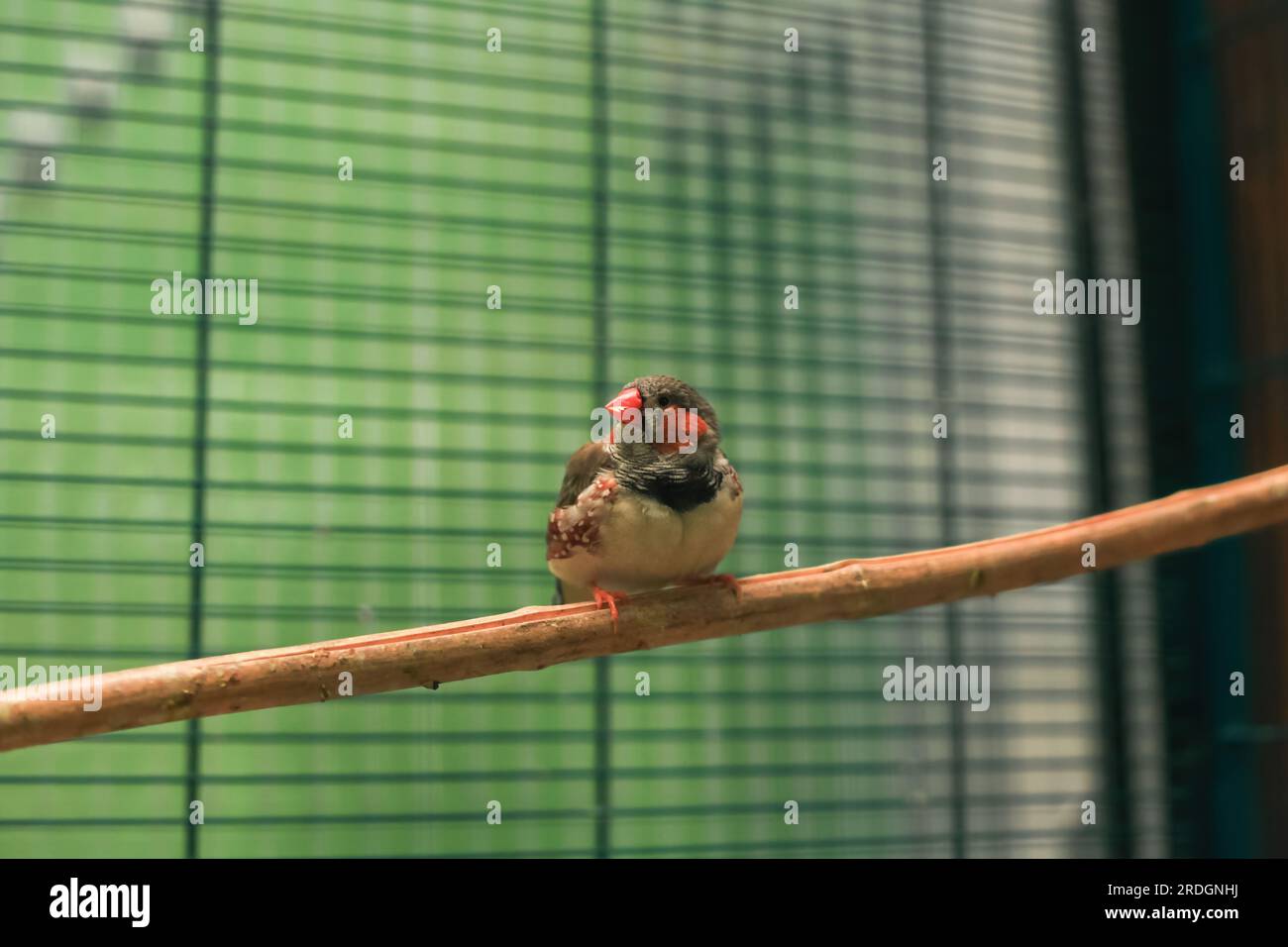 Sunda Zebra finch petit oiseau assis sur perchoir en cage. Taeniopygia guttata petit oiseau gris perché dans une cage à oiseaux. Mignons pinsons gris perchés sur la brindille Banque D'Images