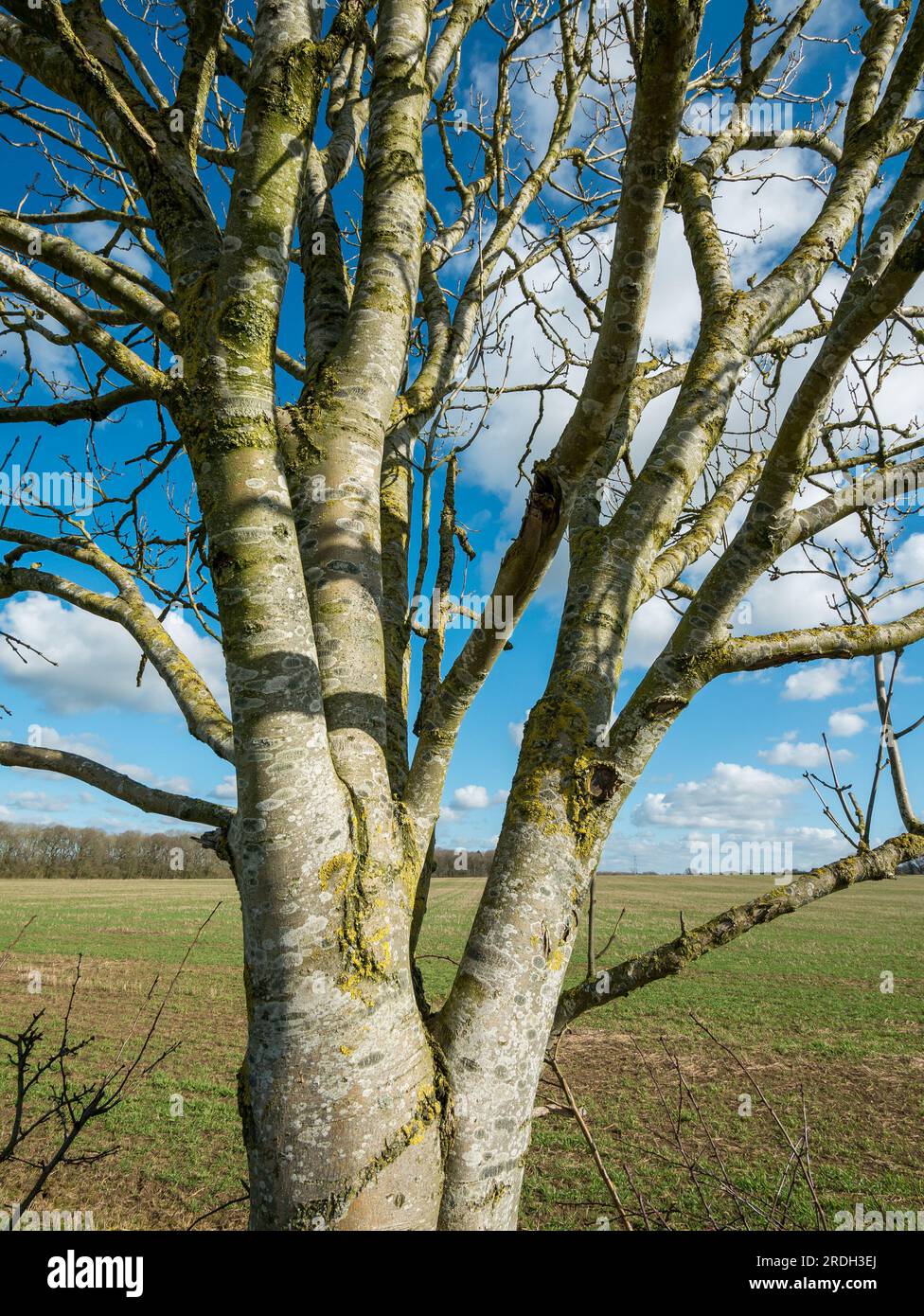 Écorce de tronc d'arbre ensoleillée avec champs de ferme derrière, Leicestershire, Angleterre, Royaume-Uni Banque D'Images