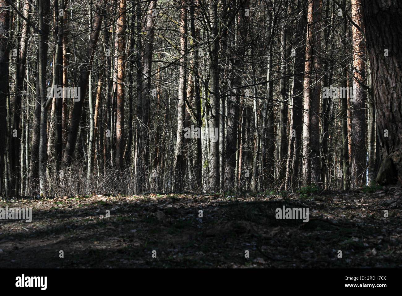 Une forêt de mysticisme et de secrets, de silence et d'arbres. L'année dernière, les feuilles, les ombres et la lumière du soleil brisent les arbres. Banque D'Images