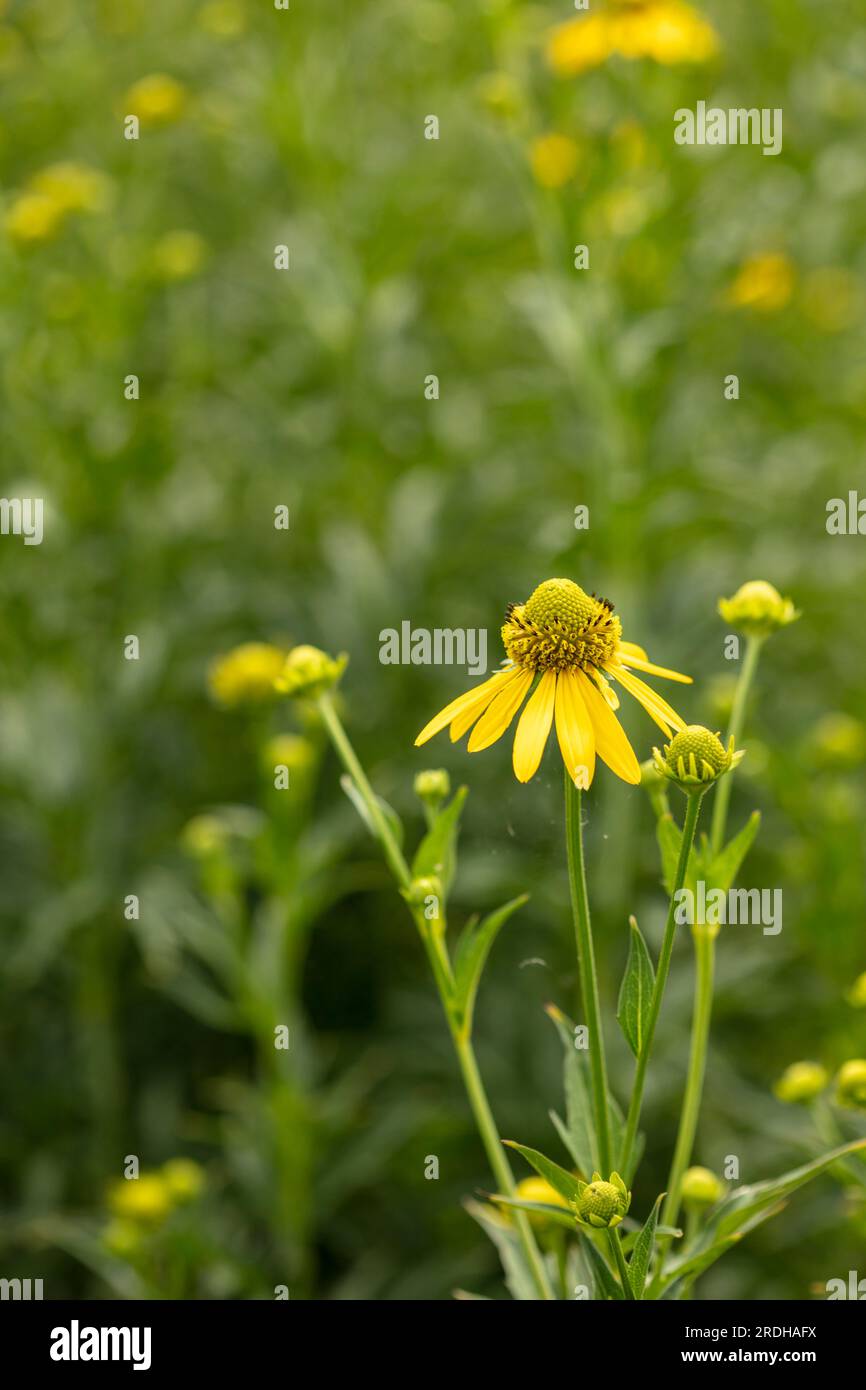 Portrait naturel en fleur rapprochée de Rudbeckia laciniata 'Herbstsonne', coneflower, sous un beau soleil d'été Banque D'Images