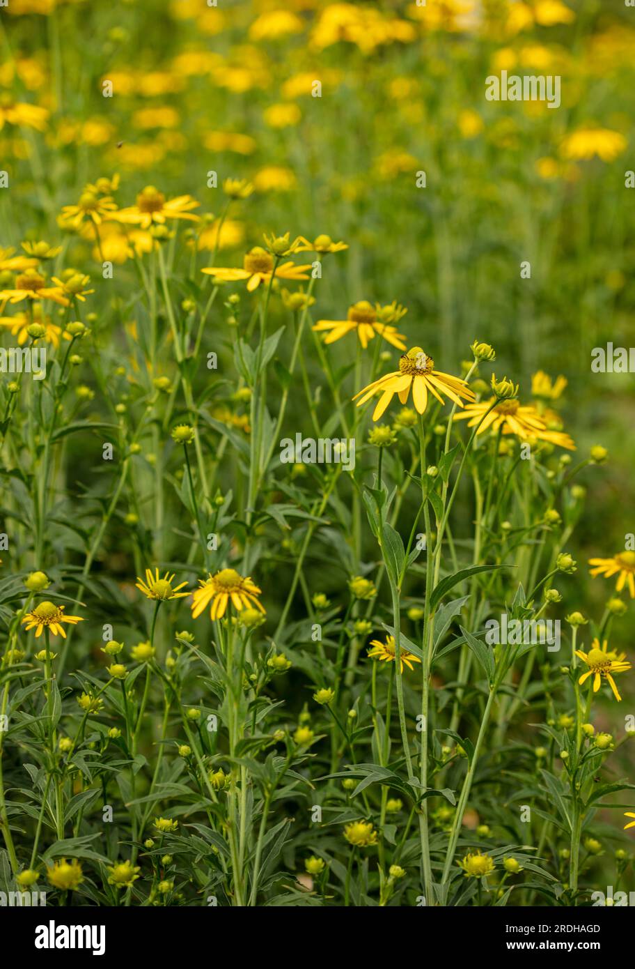 Portrait naturel en fleur rapprochée de Rudbeckia laciniata 'Herbstsonne', coneflower, sous un beau soleil d'été Banque D'Images