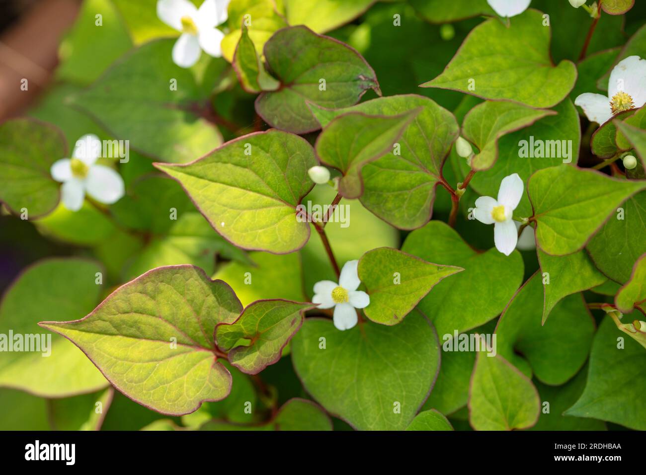 Intéressant et verdoyant Houttuynia cordata, Houttuynia à feuilles de coeur. portrait naturel de plantes à fleurs en gros plan Banque D'Images