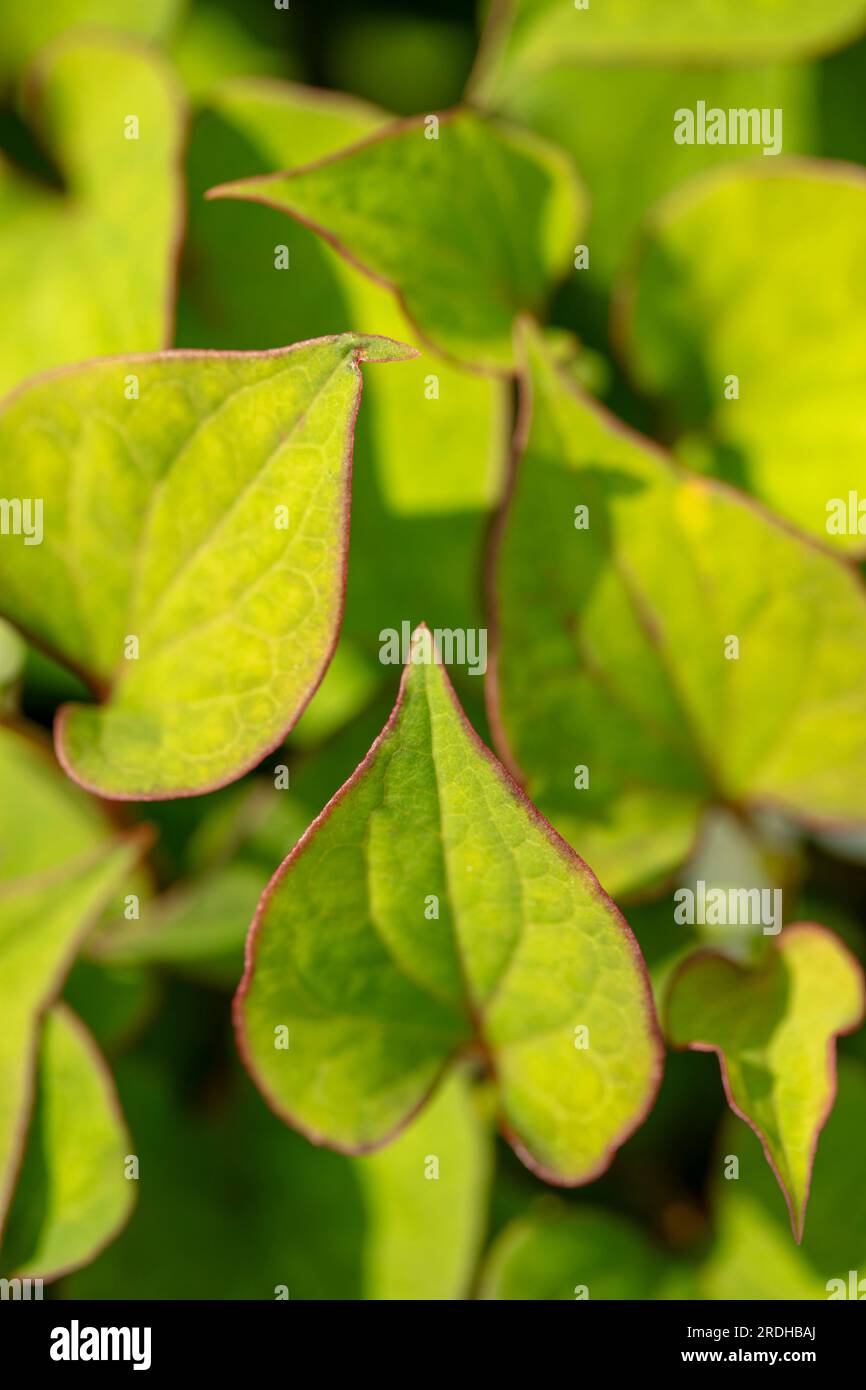 Intéressant et verdoyant Houttuynia cordata, Houttuynia à feuilles de coeur. portrait naturel de plantes à fleurs en gros plan Banque D'Images