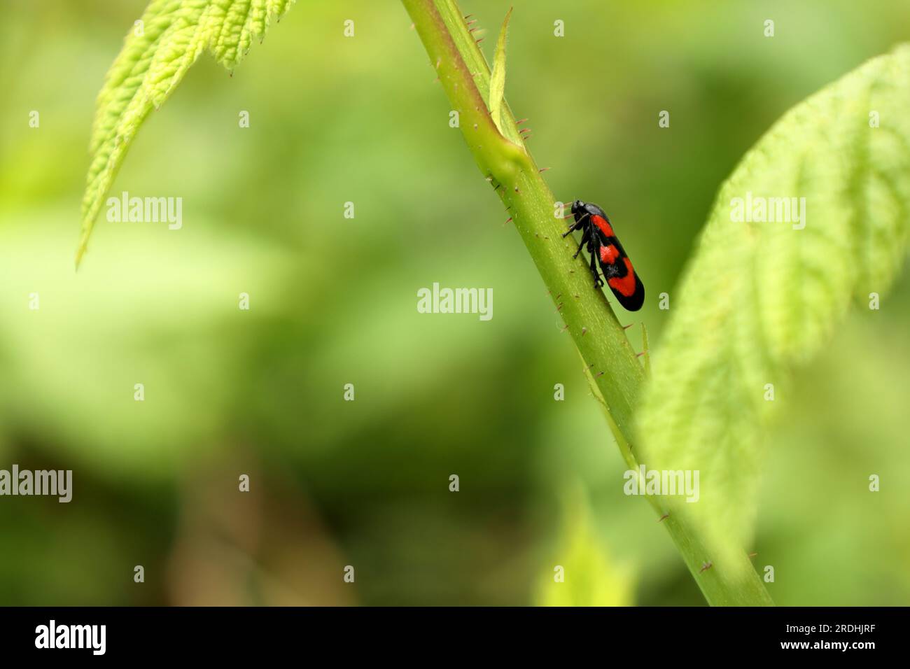 Insecte sur l'herbe verte, grenouille noire et rouge, Cercopis vulnerata Banque D'Images
