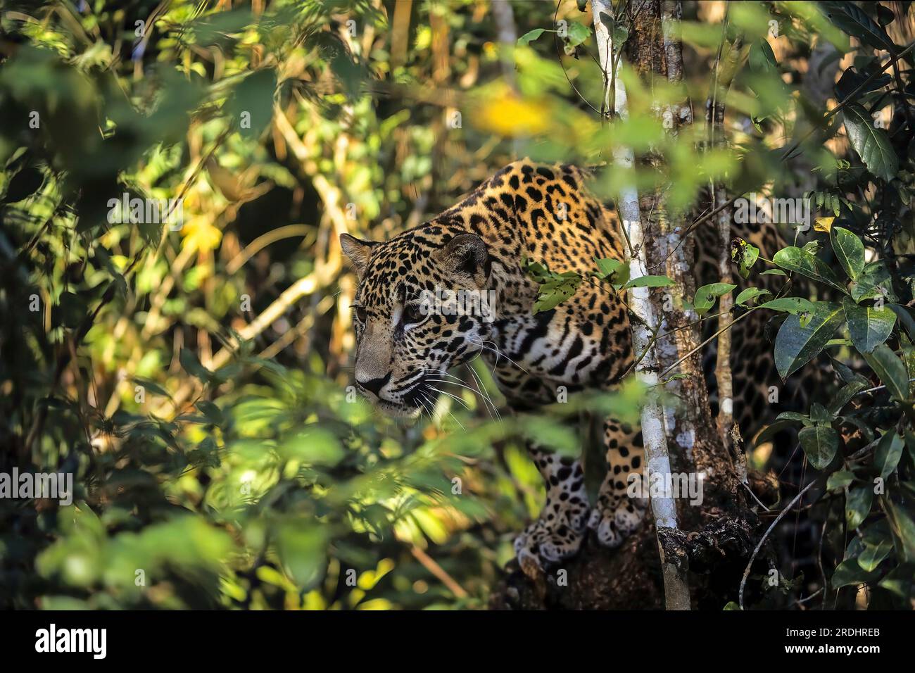 Gros plan d'un jaguar entre les branches des arbres de la jungle, en position de traque. Panthera onca. Banque D'Images