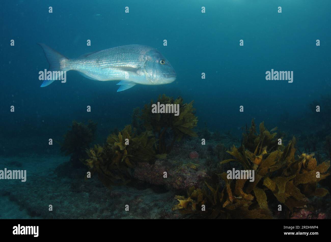 Grand vivaneau australasien Pagrus auratus au-dessus d'un récif rocheux plat couvert de varech. Lieu : Leigh Nouvelle-Zélande Banque D'Images