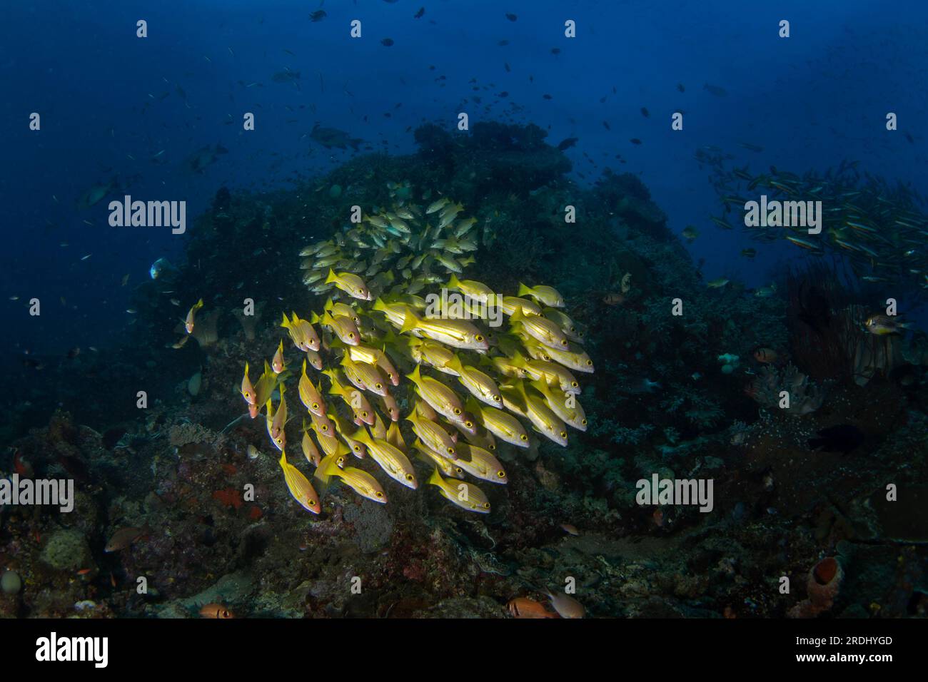 Lutjanus rufolineatus sur les fonds marins à Raja Ampat. Vivaneau doré pendant la plongée en Indonésie. Banc de poissons jaunes près du fond. Banque D'Images