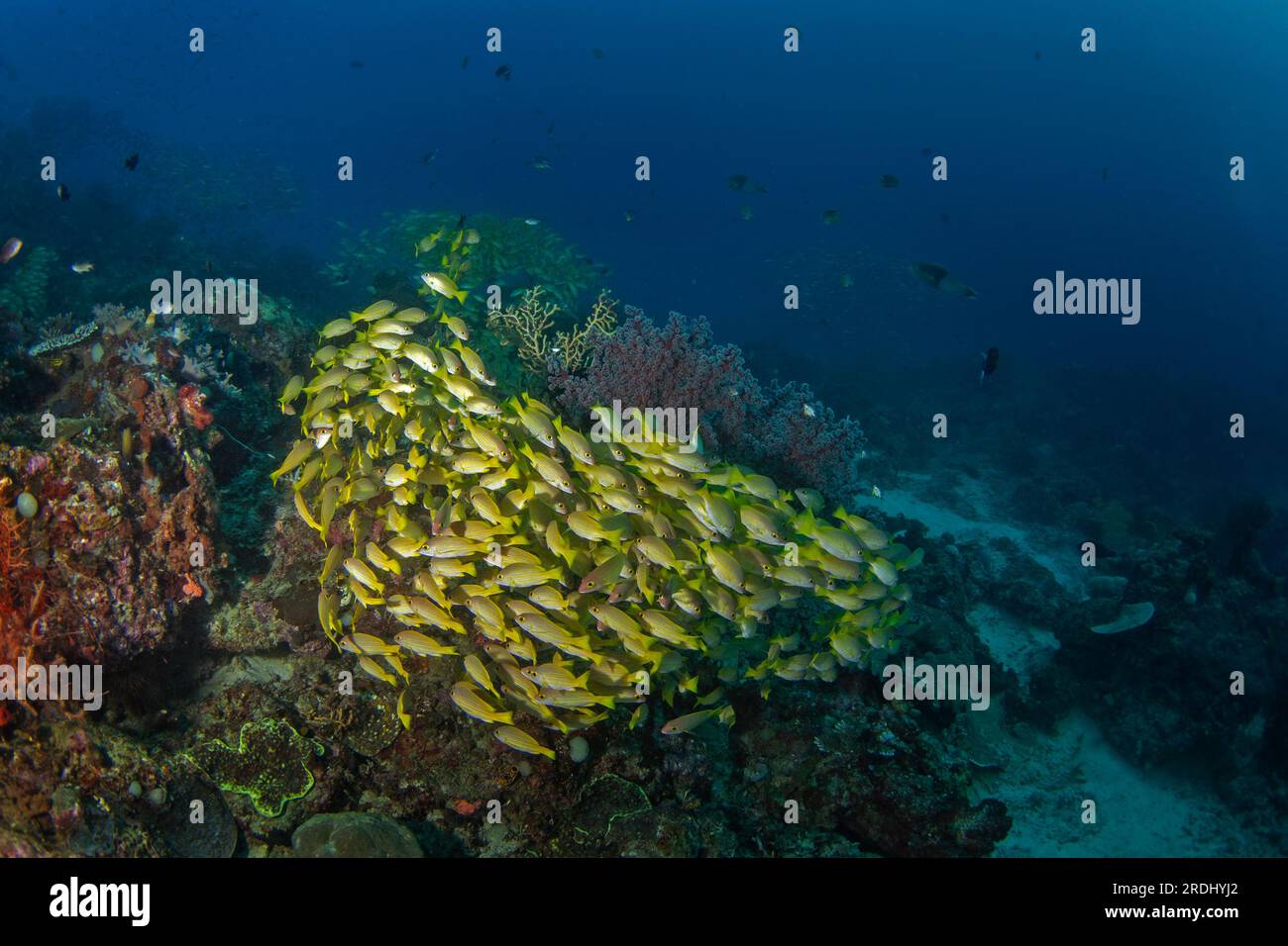 Lutjanus rufolineatus sur les fonds marins à Raja Ampat. Vivaneau doré pendant la plongée en Indonésie. Banc de poissons jaunes près du fond. Banque D'Images