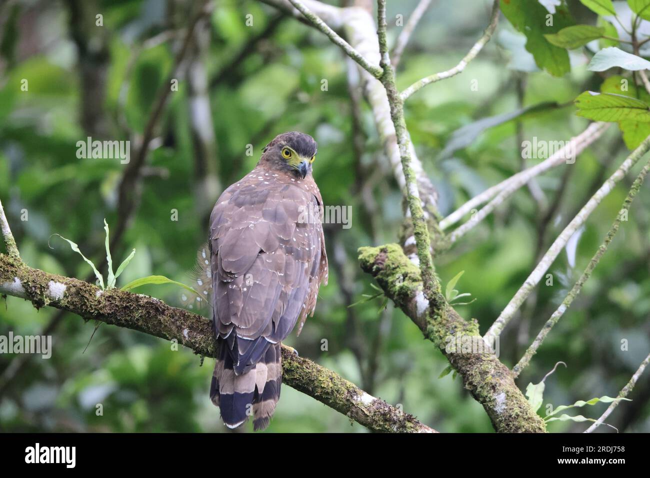 L'aigle serpent des Philippines (Spilornis holospilus) est un aigle que l'on trouve dans les principales îles des Philippines Banque D'Images