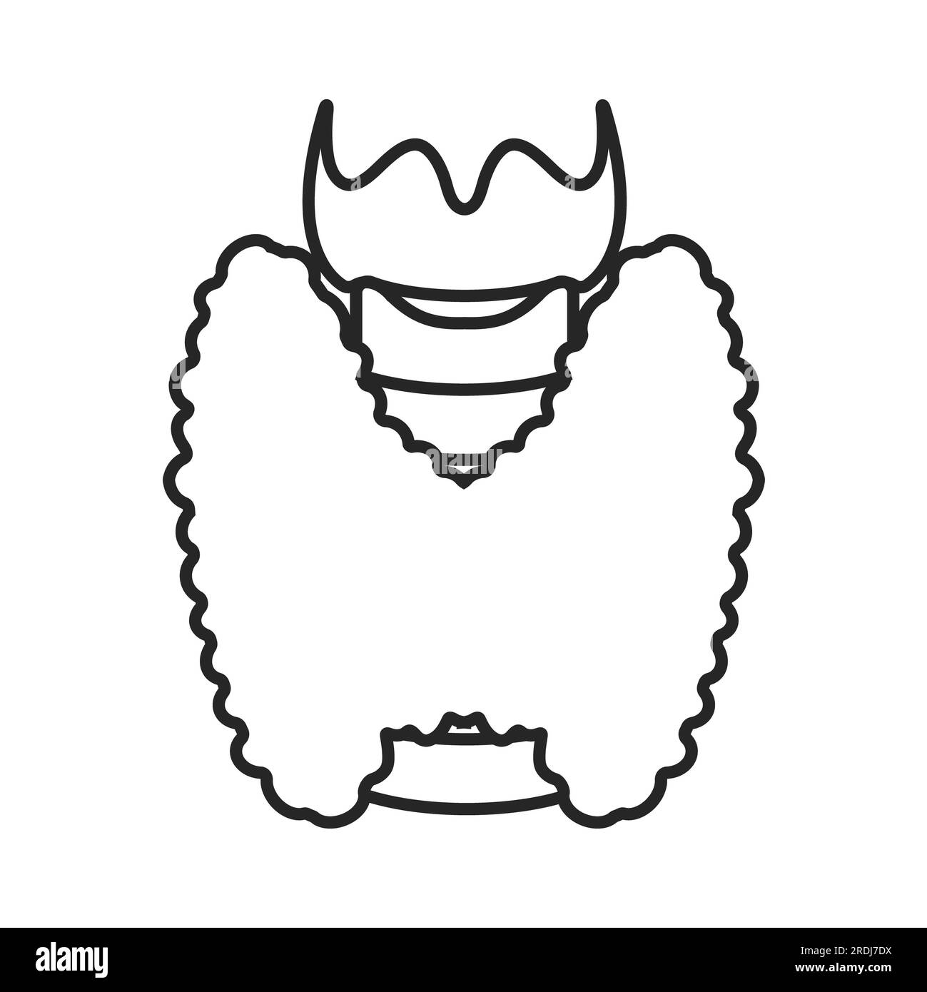 Glande thyroïde, illustration Banque D'Images