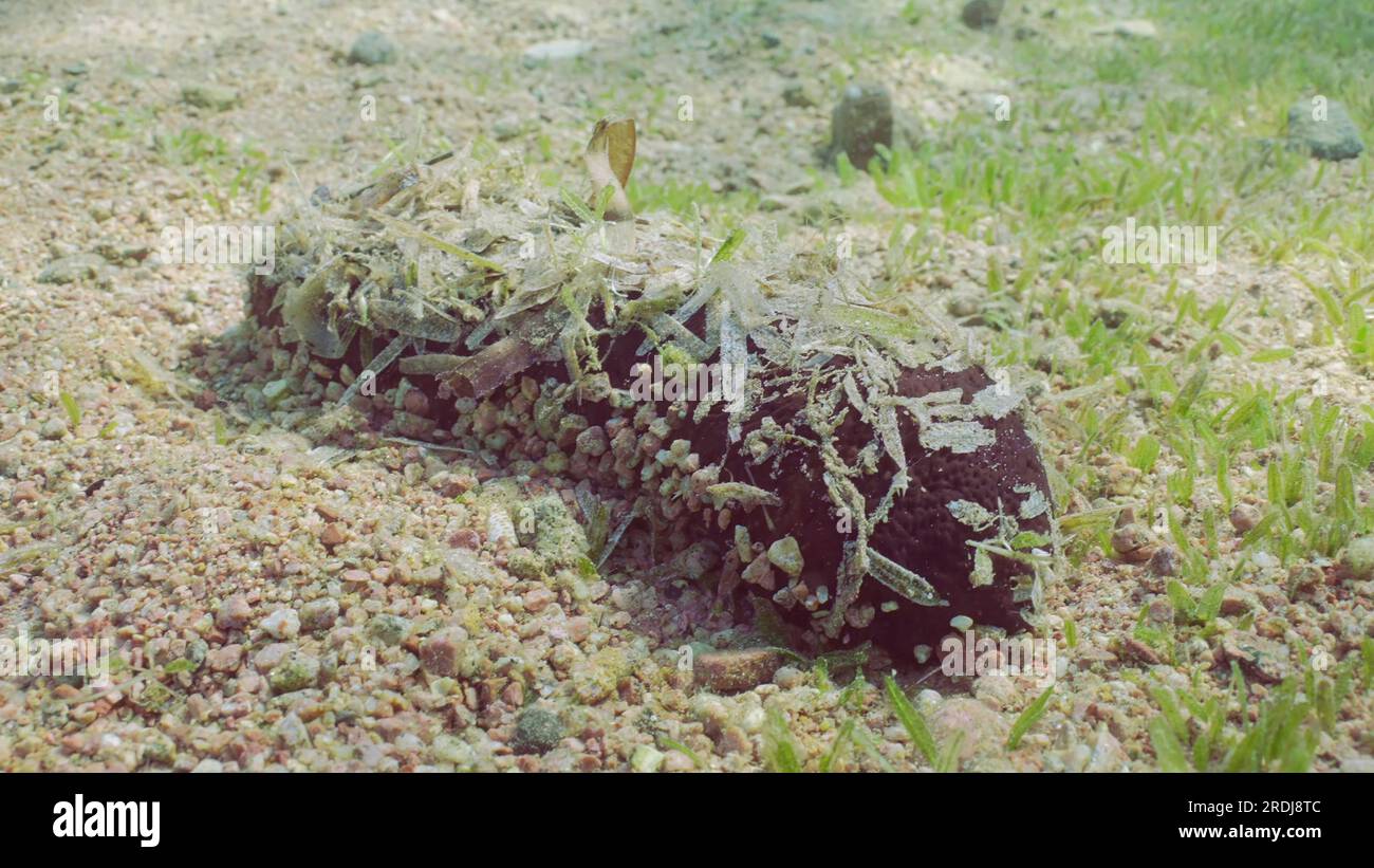 Le poisson-thé noir, Holothuria (Microthele) nobilis se trouve sur le fond marin avec des galets et des feuilles d'herbier fanées collées à lui-même pour camoufler les jours ensoleillés Banque D'Images
