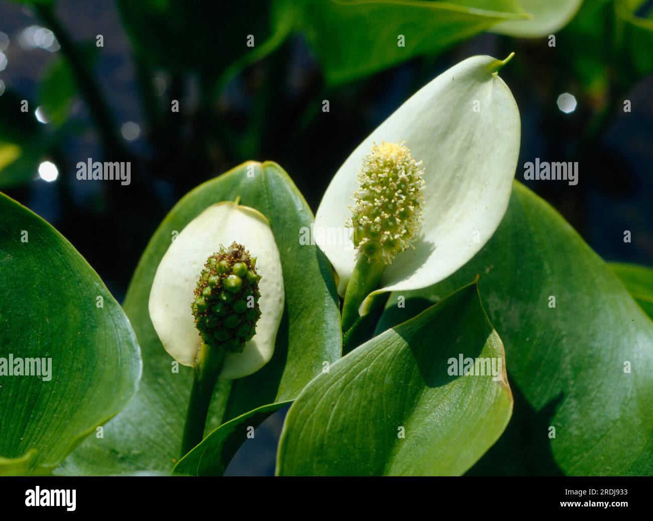 Dragonwort, Swamp Calla, Swamp Calla, Snakewort, Snakeweed, Arum marécageux (Calla palustris), oreille de porc Banque D'Images