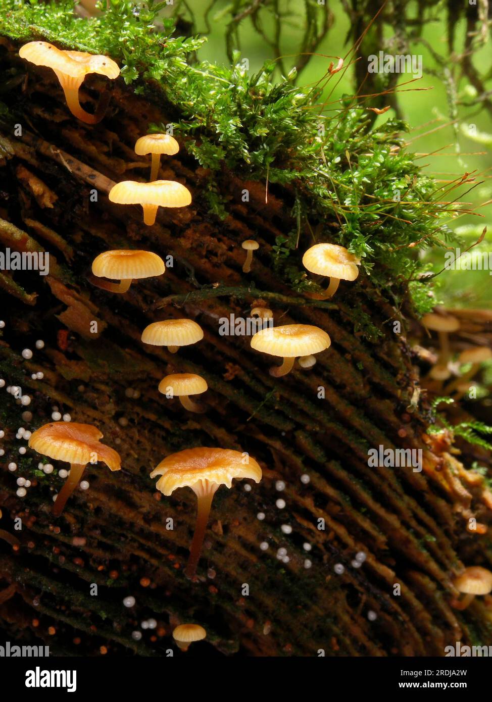 Xeromphalina campanella, bec grégaire à bec de cloche Banque D'Images