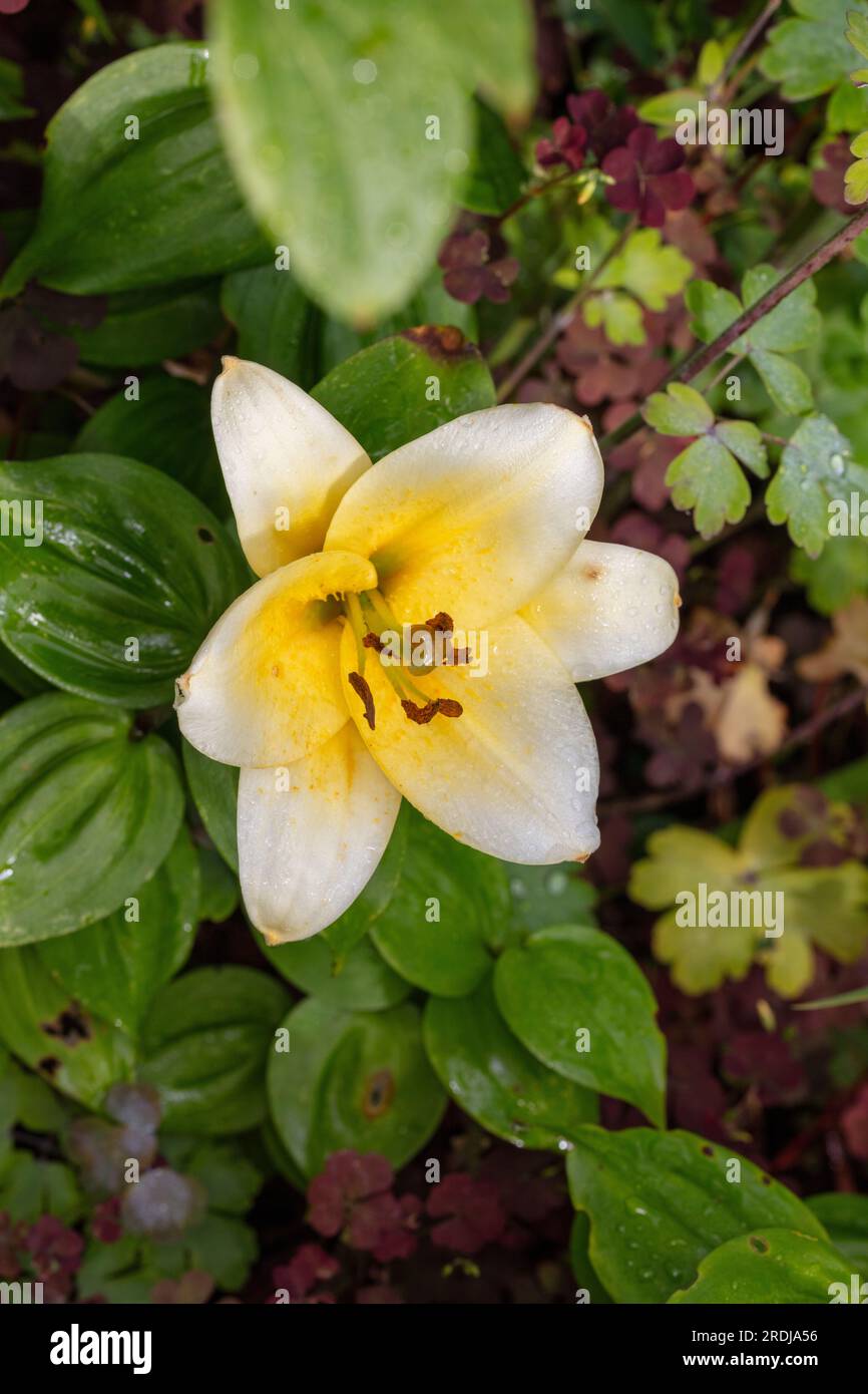 'Time out' Oriental hybride, Orientlilja (Lilium orientalis) Banque D'Images