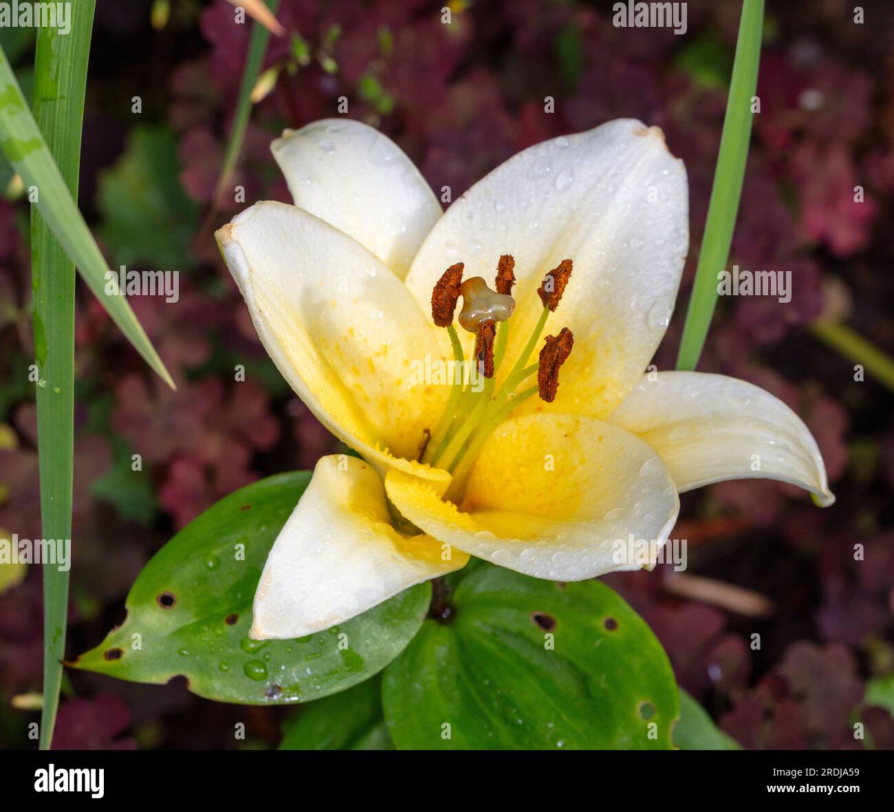 'Time out' Oriental hybride, Orientlilja (Lilium orientalis) Banque D'Images