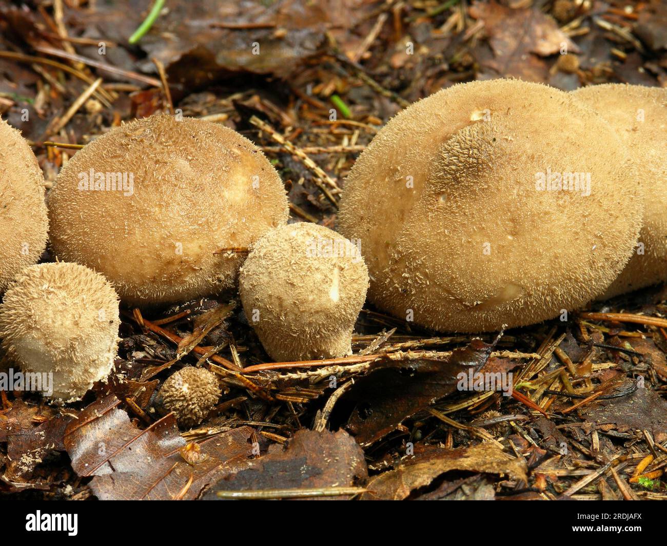 Lycoperdon echinatum, Hedgehog Staghorn Banque D'Images