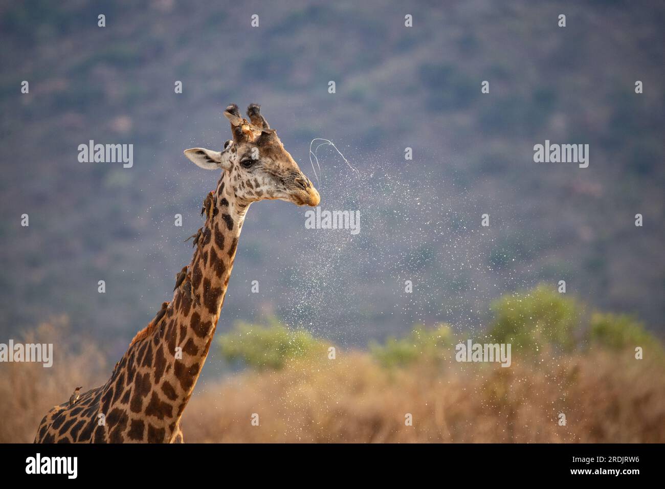 Gros plan d'une tête de girafe à Tsavo, Kenya, Afrique. Girafe mignonne avec fond de ciel. Safari, vie sauvage Banque D'Images