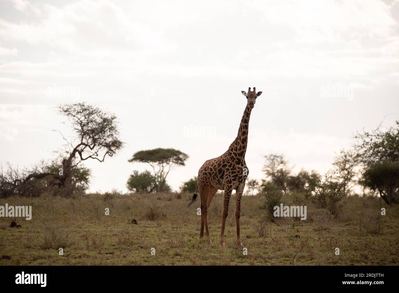 Giraffidae, Giraffa camelopardalis. Girafe, dans la savane, pris en safari dans le parc national de Tsavo, Kenya. Beau paysage Banque D'Images