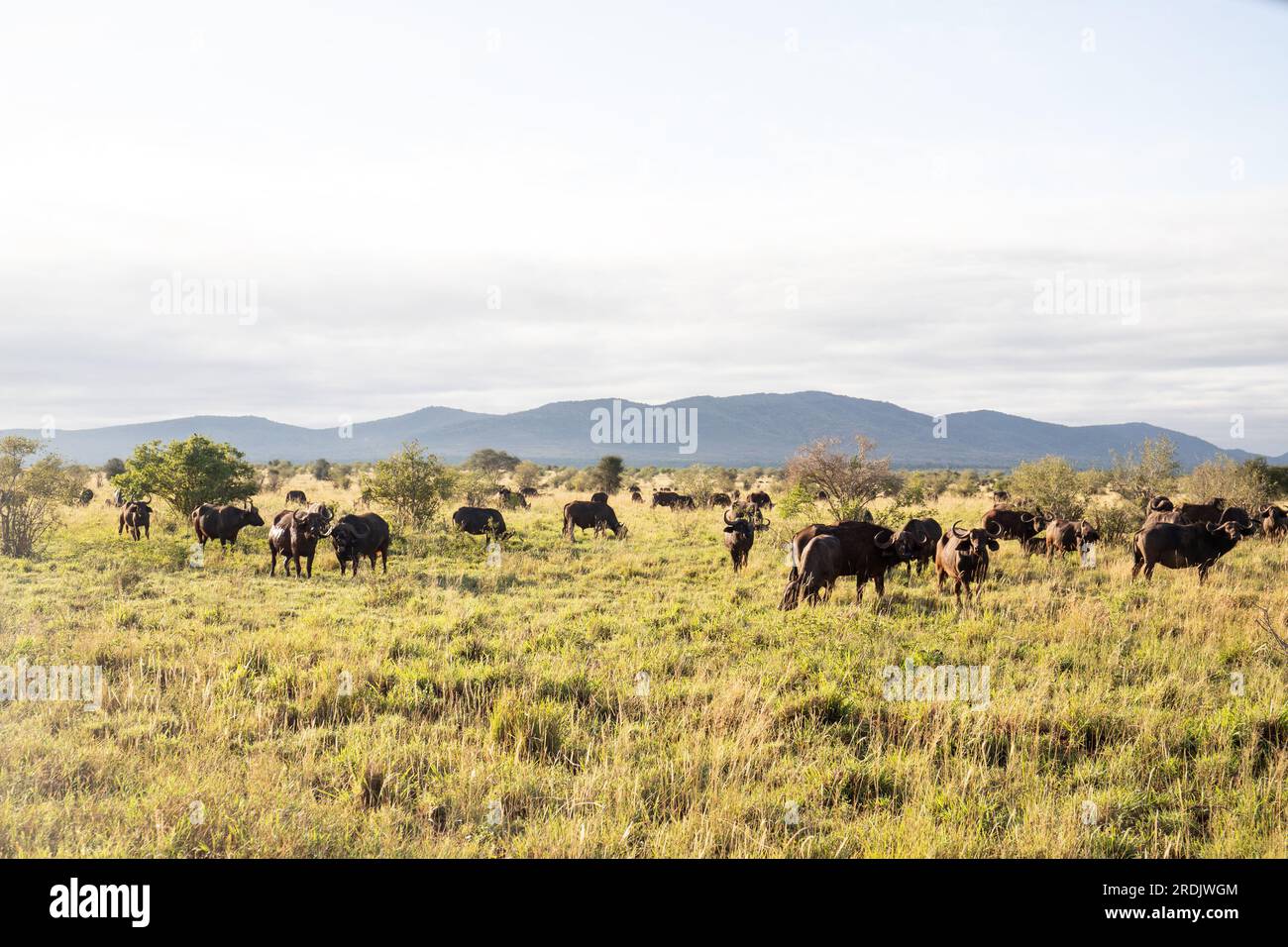 Buffle d'eau, bovidae, Bovidaeam, photographié lors d'un safari dans la savane de l'Afrique. Troupeau de buffles le matin au soleil, parc national de Tsavo Banque D'Images