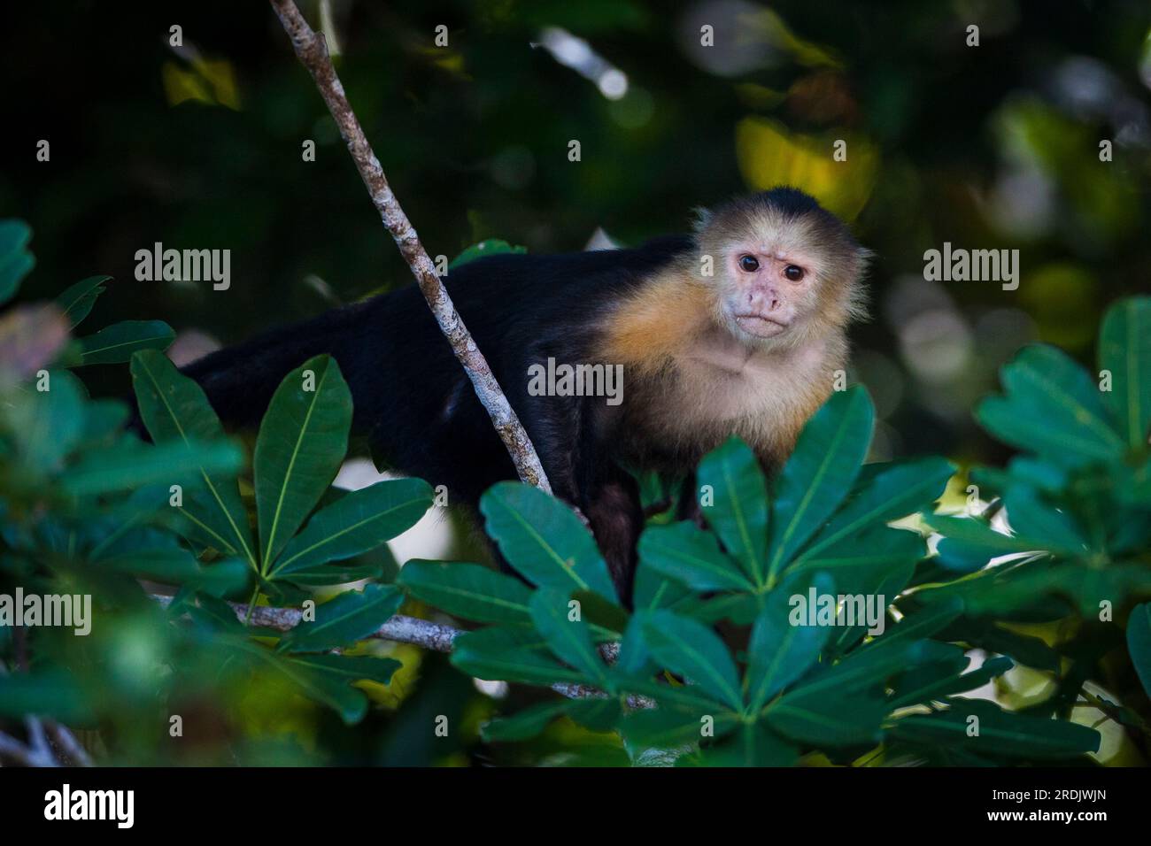 Capucin à face blanche, imitateur de Cebus, dans la forêt tropicale du parc national de l'île de Coiba, République du Panama, Amérique centrale. Banque D'Images