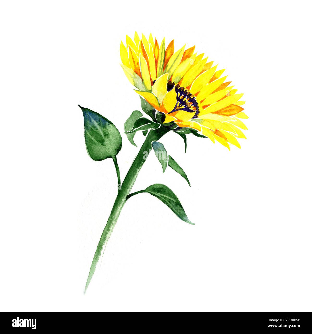 Peinture à l'aquarelle d'été de tournesol Banque D'Images