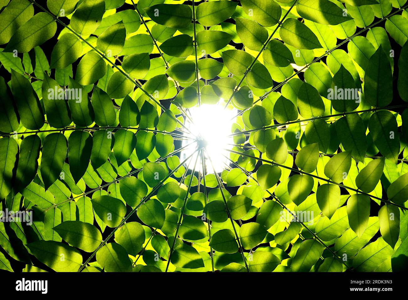 Les branches et les feuilles entourent l'arbre. Vue de haut en bas. Il y avait une lumière qui brillait du fond. Banque D'Images
