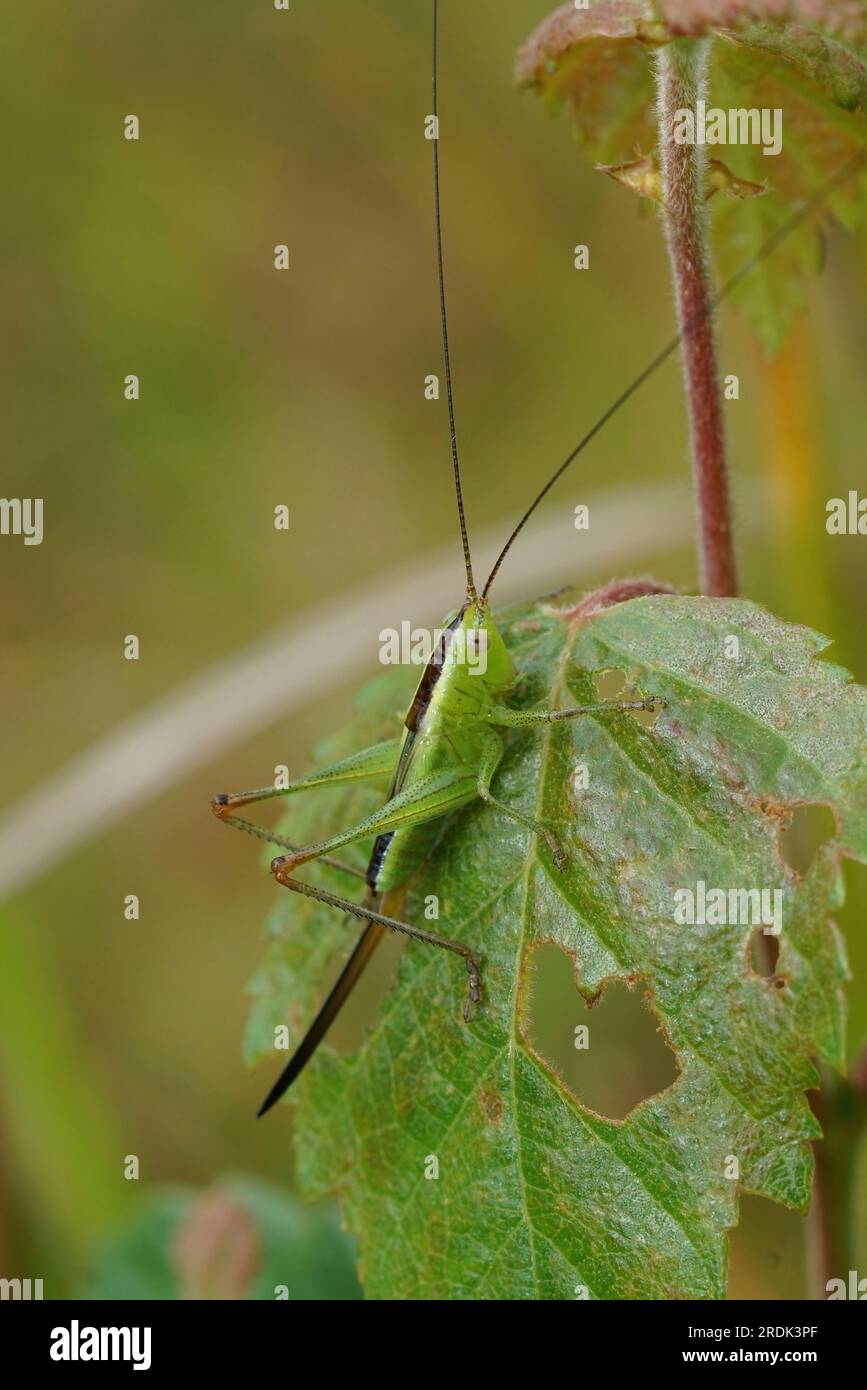 Gros plan naturel sur une nymphe du cricket à tête conique à ailes longues, sauterelle, Conocephalus fuscus Banque D'Images