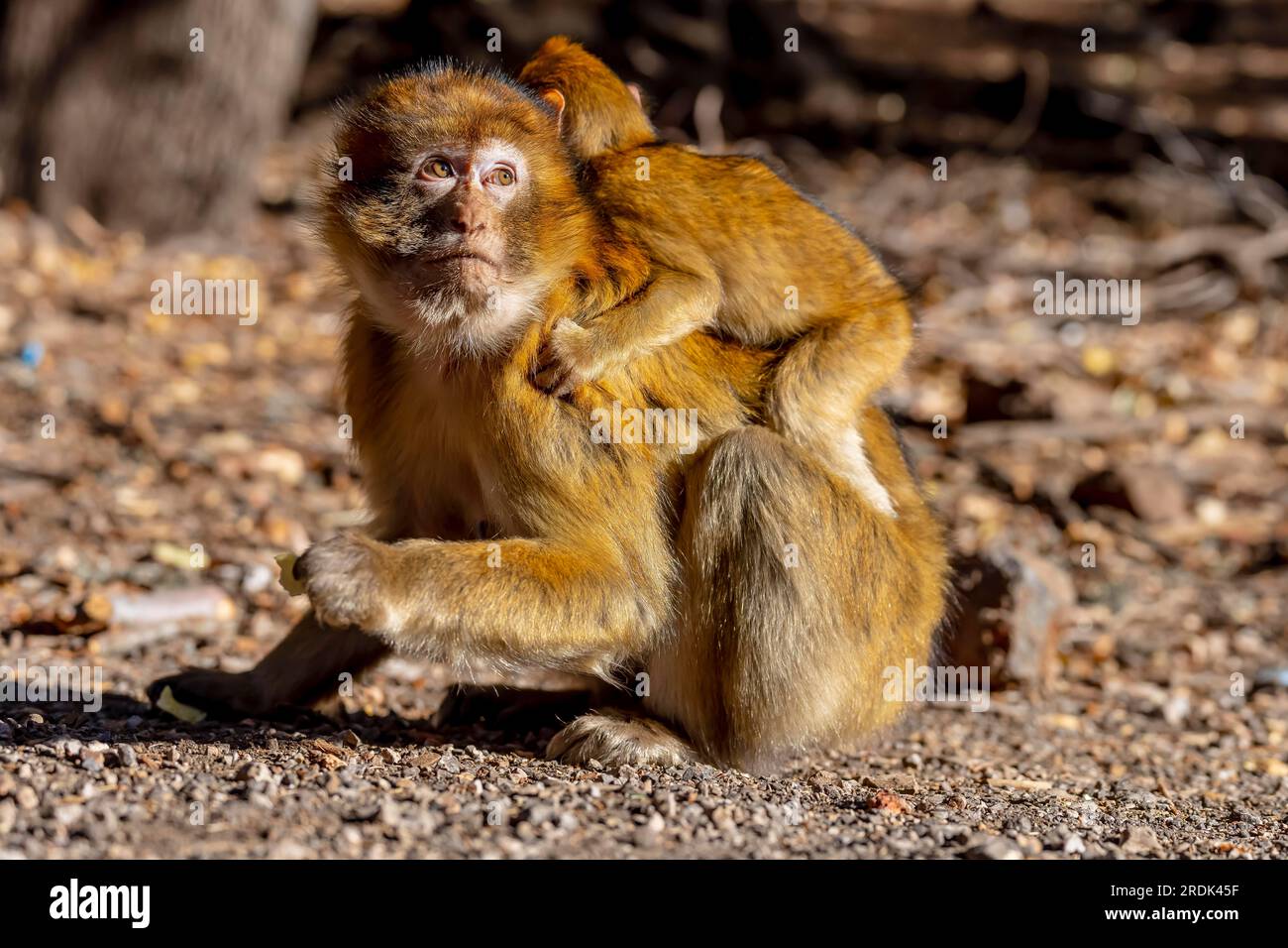 Macaque singes famille vivant dans des bois de cèdre près d'Azrou in Maroc Banque D'Images