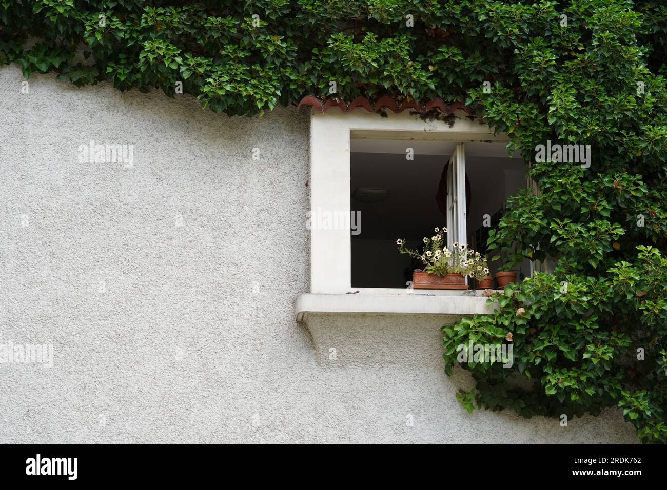 Un mur de maison blanche avec une fenêtre ouverte. Le mur est partiellement recouvert de lierre vert foncé. Il y a beaucoup d'espace de copie. Banque D'Images
