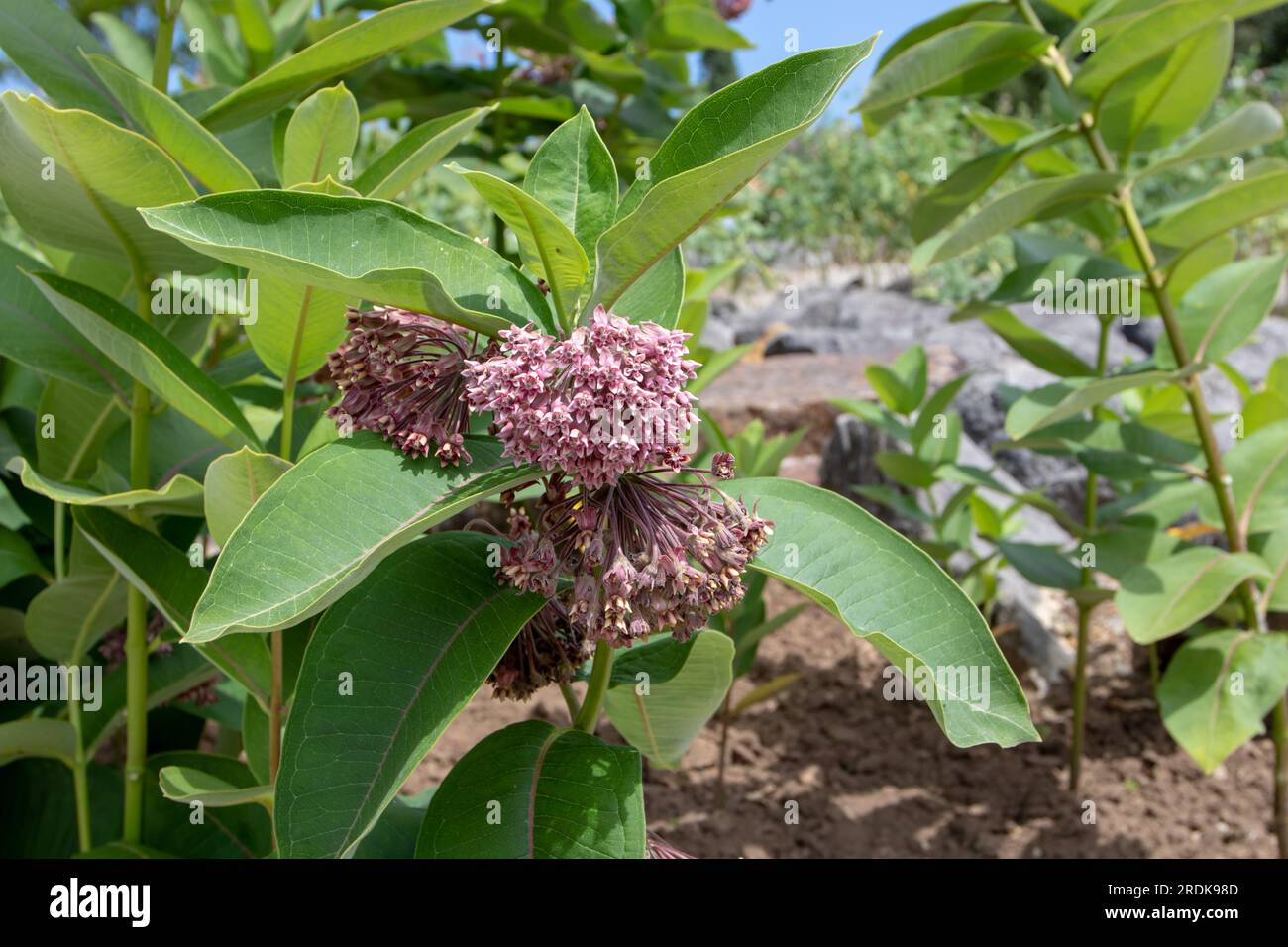 Asclepias syriaca ou branches de plante d'asclépias laiteuse commune avec des fleurs et des feuilles roses. Banque D'Images