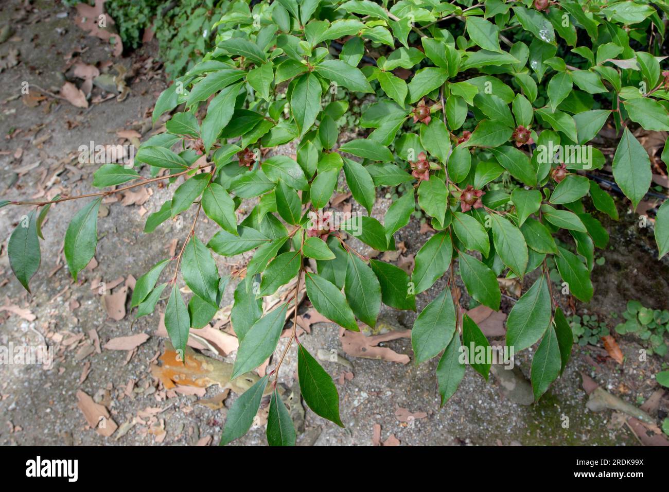 Stewartia rostrata ou branche de plante stewartia à bec avec des feuilles et des fruits Banque D'Images