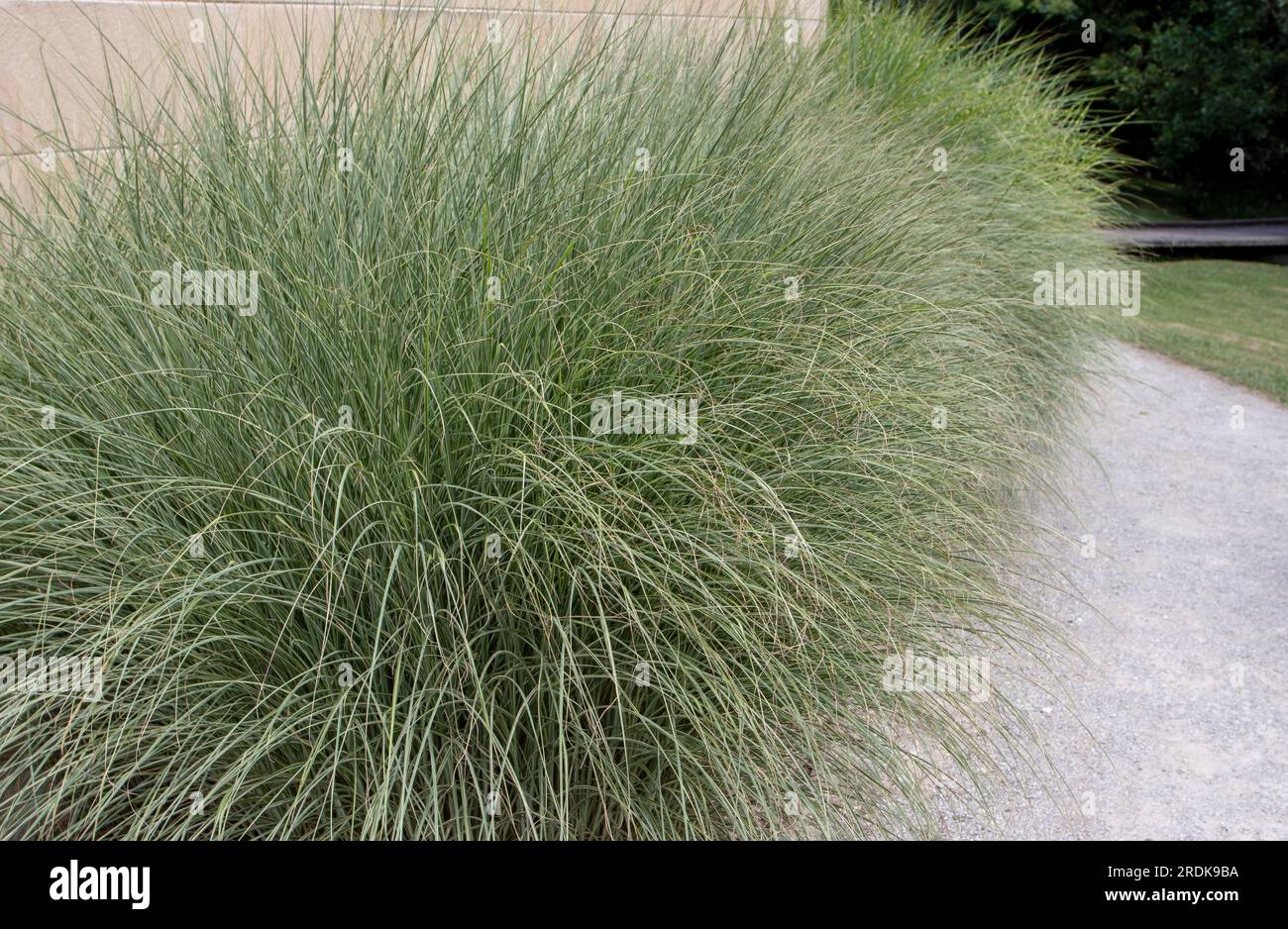 Bordure d'herbe ornementale Miscanthus sinensis. Plantes d'herbe argentée chinoise feuillage arqué fin vert argenté. Banque D'Images
