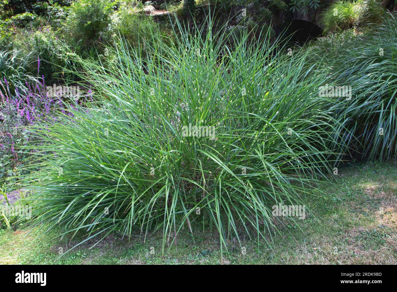 Herbe ornementale Miscanthus sinensis var zebrinus. Plante d'herbe zèbre avec feuillage arqué rayé. Banque D'Images