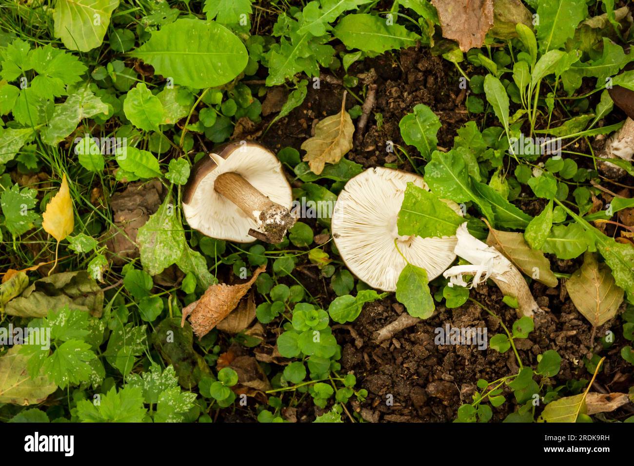 Champignons de cavalerie commune - melanoleuca vulgaris au début du printemps Banque D'Images
