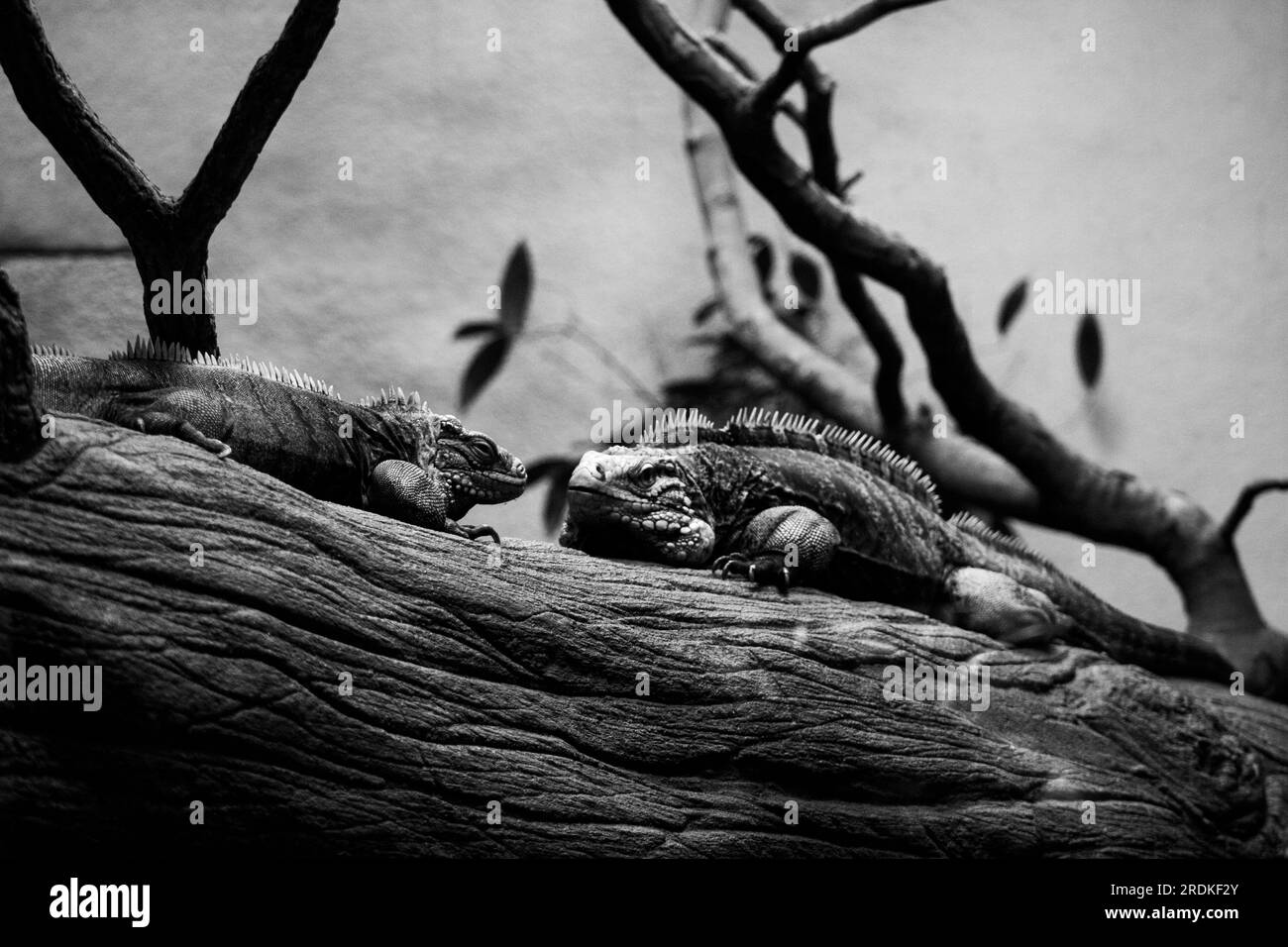 Iguane reposant sur une branche d'arbre en noir et blanc. Banque D'Images