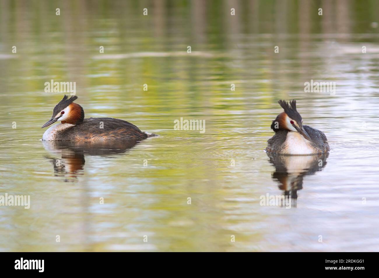 Couple d'oiseaux aquatiques sauvages, Podiceps cristatus ou la grande grèbe à crête Banque D'Images