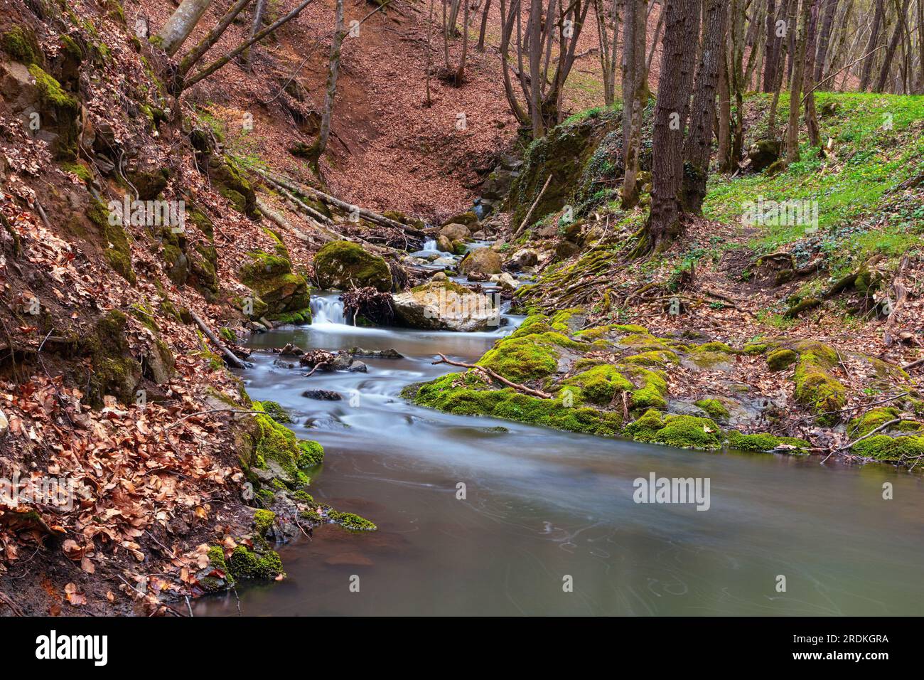 Ruisseau de montagne sauvage dans les gorges de Borzesti, montagnes Apuseni Banque D'Images