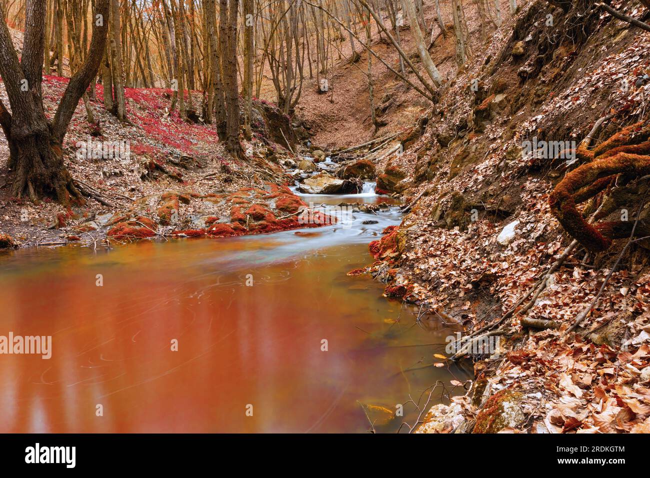 ruisseau de montagne sauvage en automne, rivière coulant dans les bois, belles couleurs d'automne orange et rouge Banque D'Images
