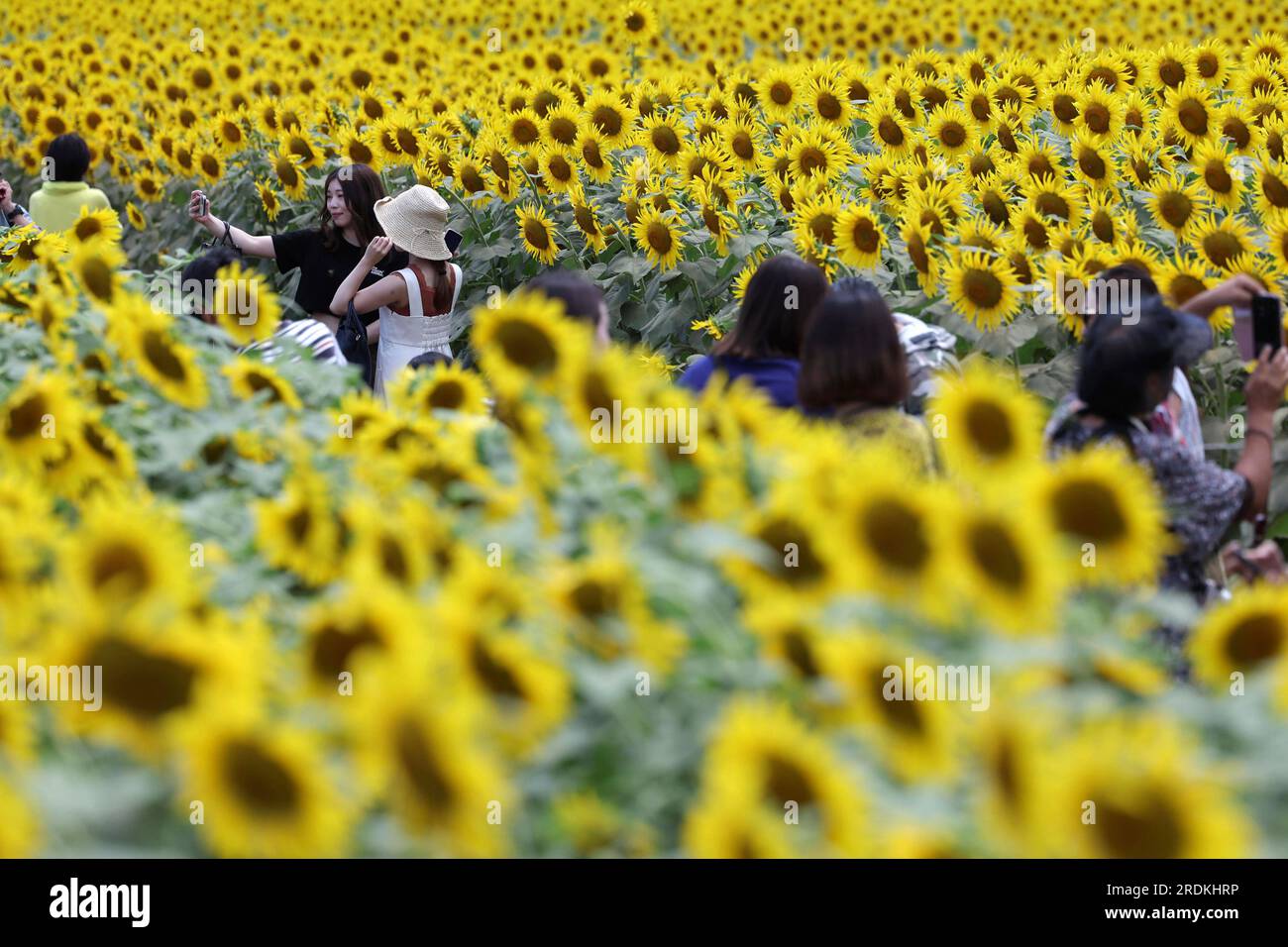Sunflowers in full bloom captivate visitors at Akebono-yama Nogyo-Koen Park in Kashiwa City, Chiba Prefecture on July 22, 2023. Approximately 80,000 sunflowers bloom at 1.2-ha flower field. The rainy season is believed to have ended in the Kanto-Koshin and Tohoku regions, the Japan Meteorological Agency announced on the same day. ( The Yomiuri Shimbun via AP Images ) Banque D'Images