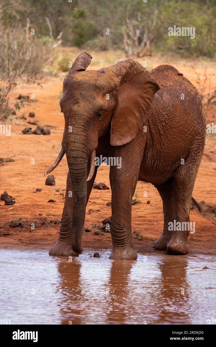 Un éléphant solitaire buvant et s'éclaboussant de boue au point d'eau. Magnifique éléphant rouge avec sol rouge dans le parc national de Tsavo au Kenya, Banque D'Images