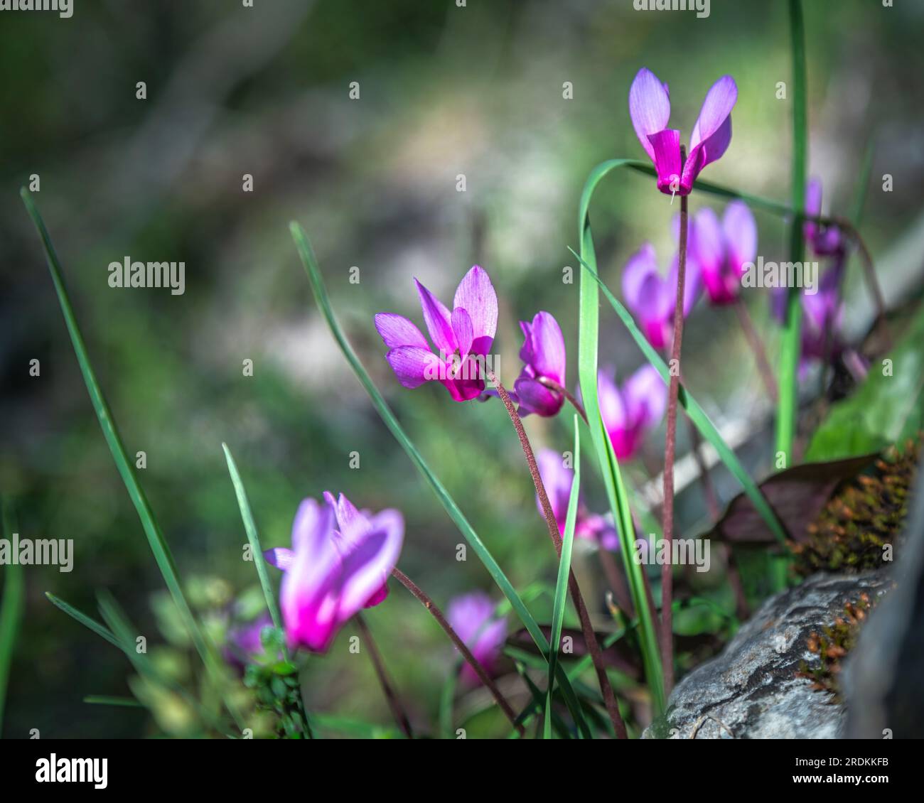 Floraison de Cyclamen de printemps, Cyclamen repandum de la famille des Primulaceae. Abruzzes, Italie, Europe Banque D'Images