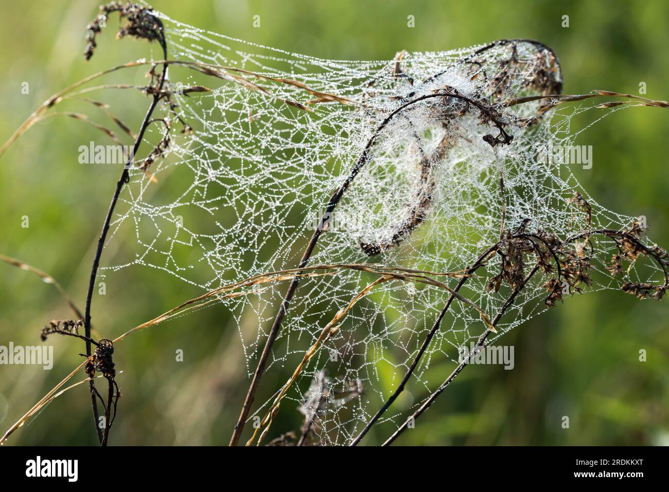 toile d'araignée sur les plantes de prairie closeup foyer sélectif été Banque D'Images