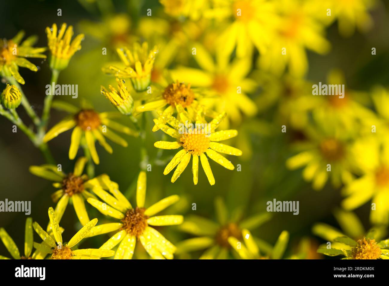 Jacobaea vulgaris ragwort jaune fleurs d'été gros plan foyer sélectif Banque D'Images