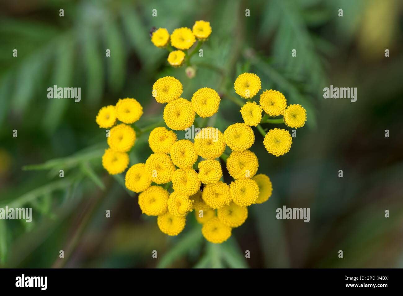 tansie commune, boutons amers fleurs jaunes closeup mise au point sélective Banque D'Images