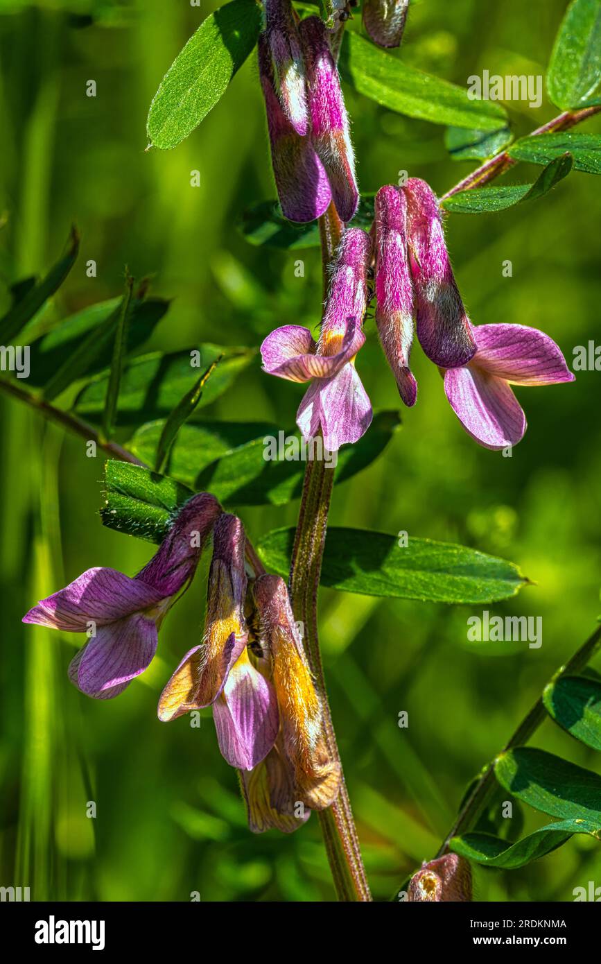 La vetch de Bush (Vicia sepium) fleurit sur une prairie Banque D'Images