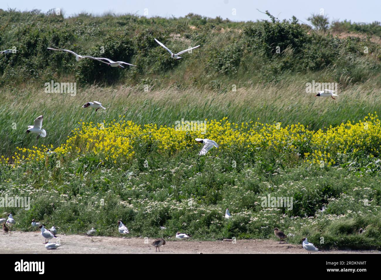 Goélands noirs et méditerranéens dans le parc Marquenterre Banque D'Images