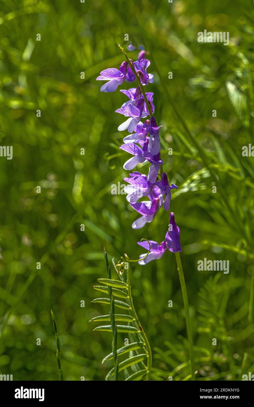 Vetch d'oiseau en fleurs, Vicia cracca, au printemps Banque D'Images