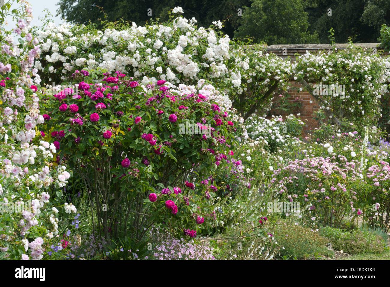 Fleurs d'été vieilles roses dans la roseraie fortifiée à Mottisfont Abbey, Hampshire UK en juin Banque D'Images