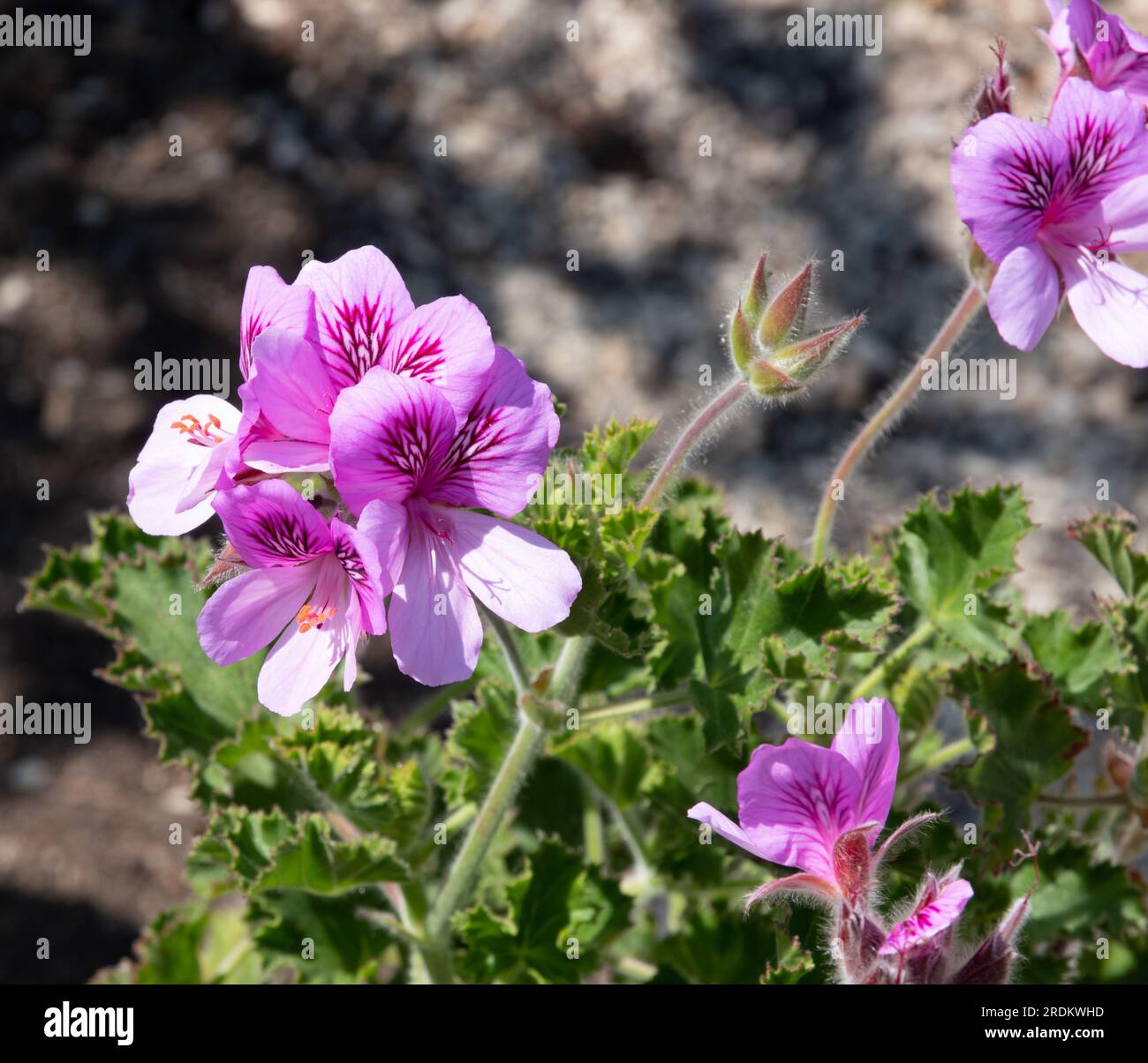 Pélargonium parfumé (géranium) 'bouteilles de colas' Banque D'Images